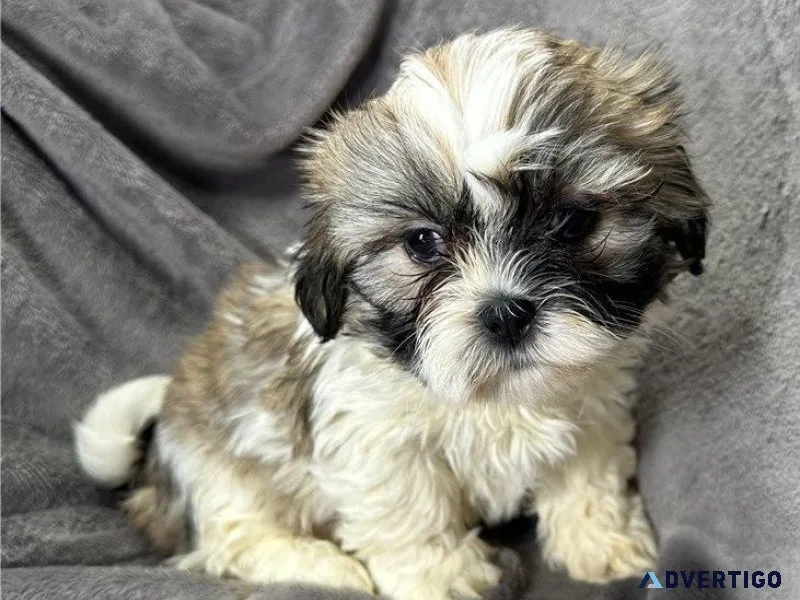 Beautiful Lhasa Apso Puppies Ready Now
