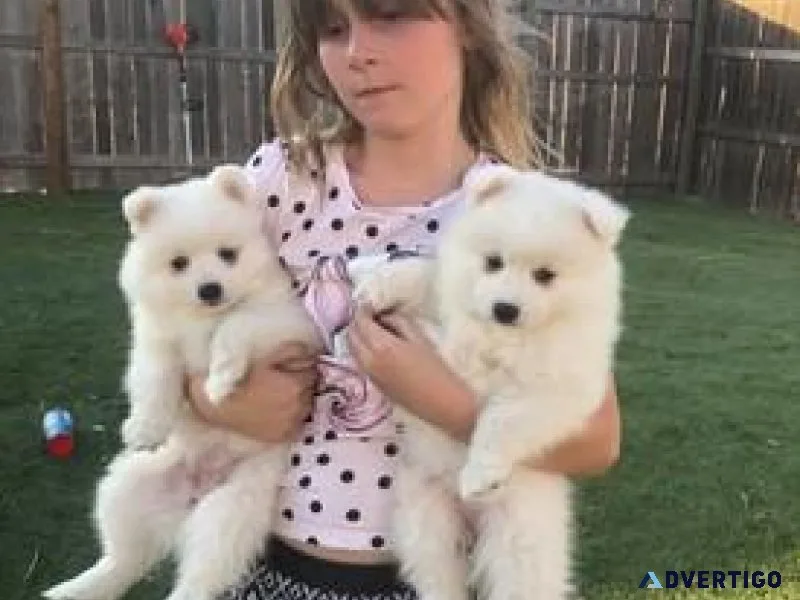 Japanese splith puppies