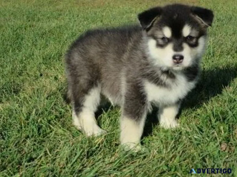 Amazing Alaskan Malamute puppies
