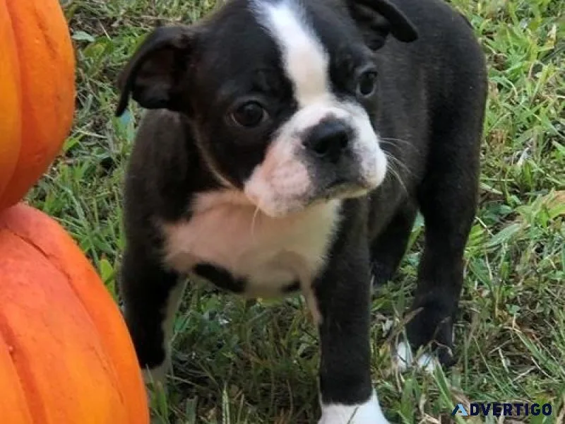 Home Trained Boston Terrier Puppies Available