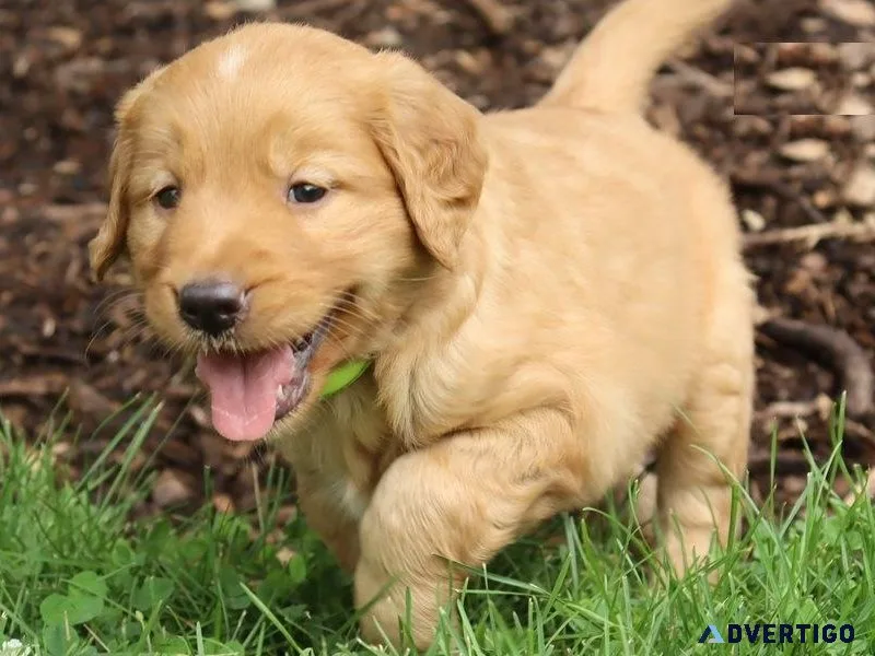 Outstanding Golden Retriever Puppies