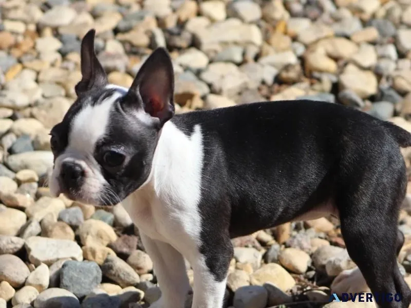 CKC Boston Terrier Puppies 
