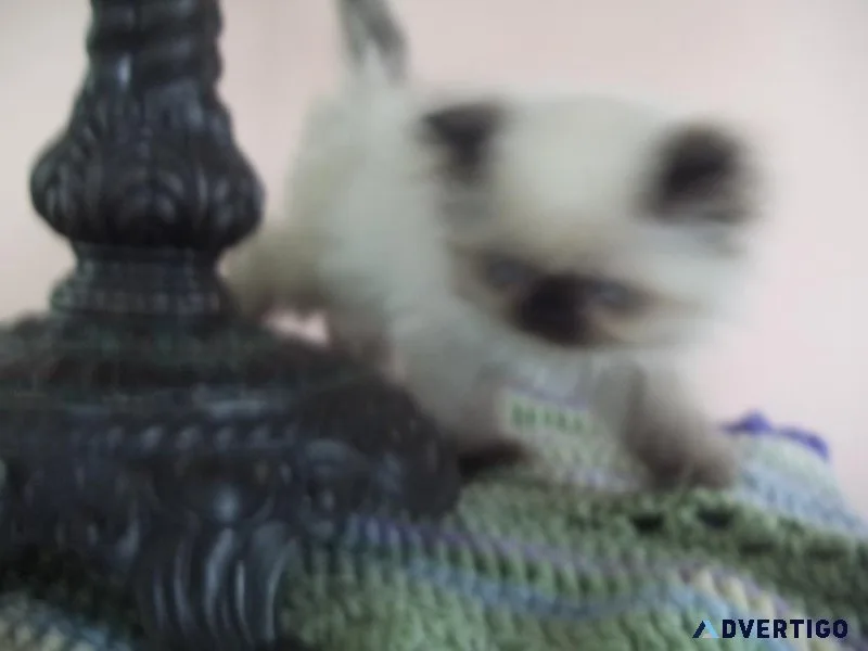 FLUFFY HIMALAYAN KITTEN