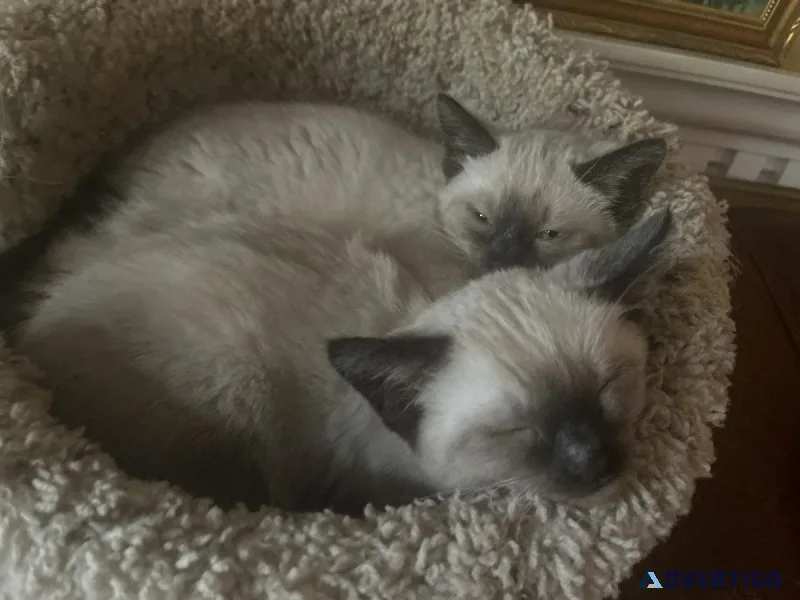 Siamese kitten 9weeks old