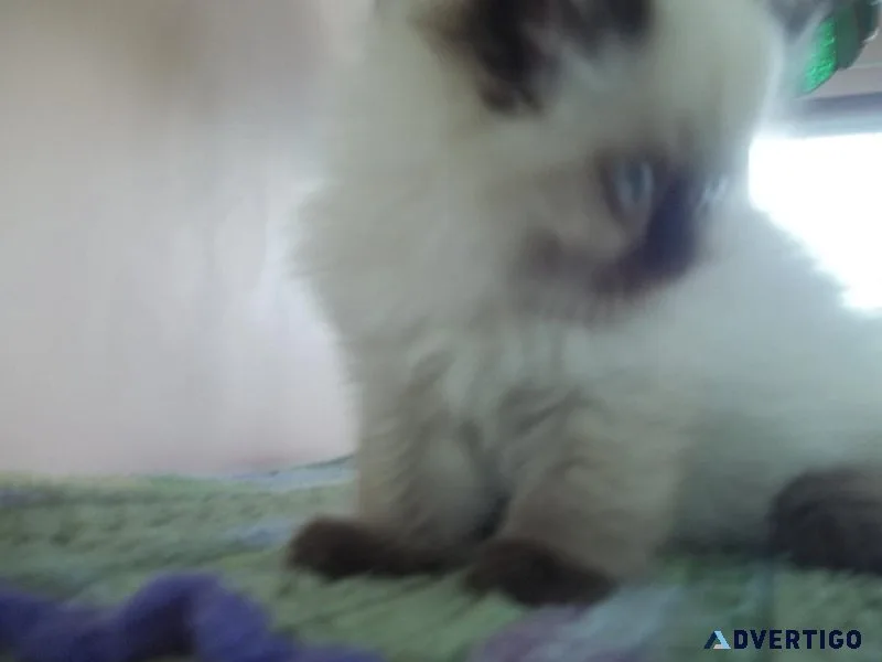 OUTSTANDING SEALPOINT  KITTEN