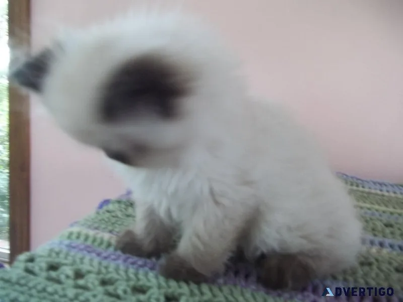 OUTSTANDING HIMALAYAN KITTEN