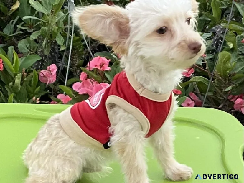 Toy Poodle mix boy