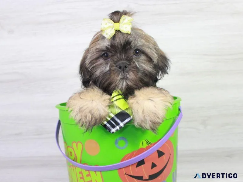 Irresistible Shih Tzu Puppies For Sale