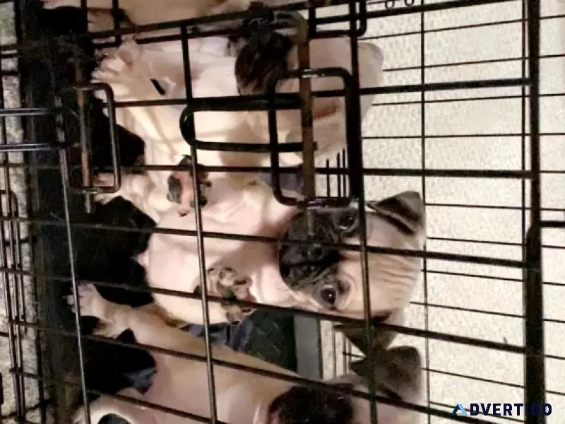 Pug puppies