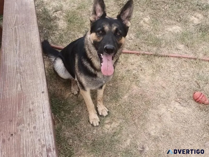 Free 1 and half years German shepherd
