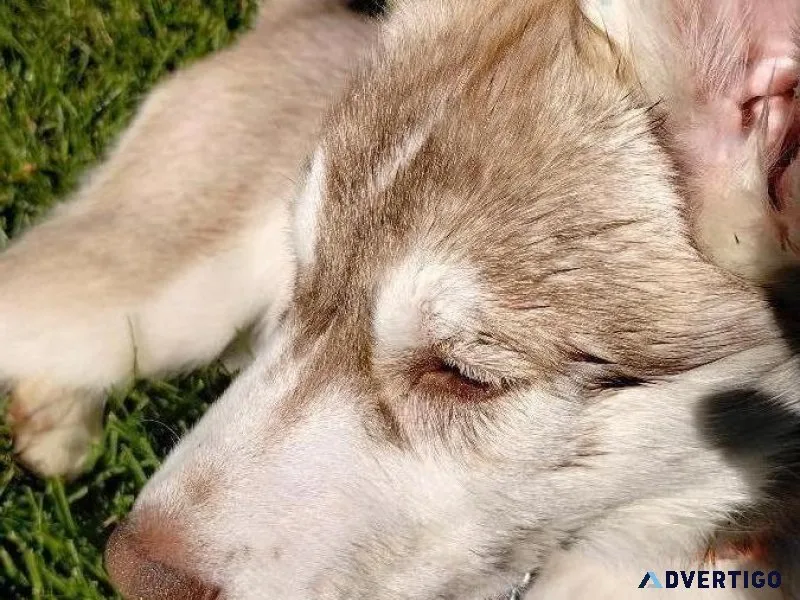 Husky Puppy