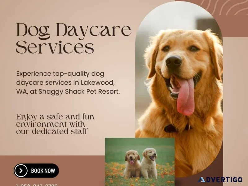 Exceptional Dog Daycare Services in Lakewood WA