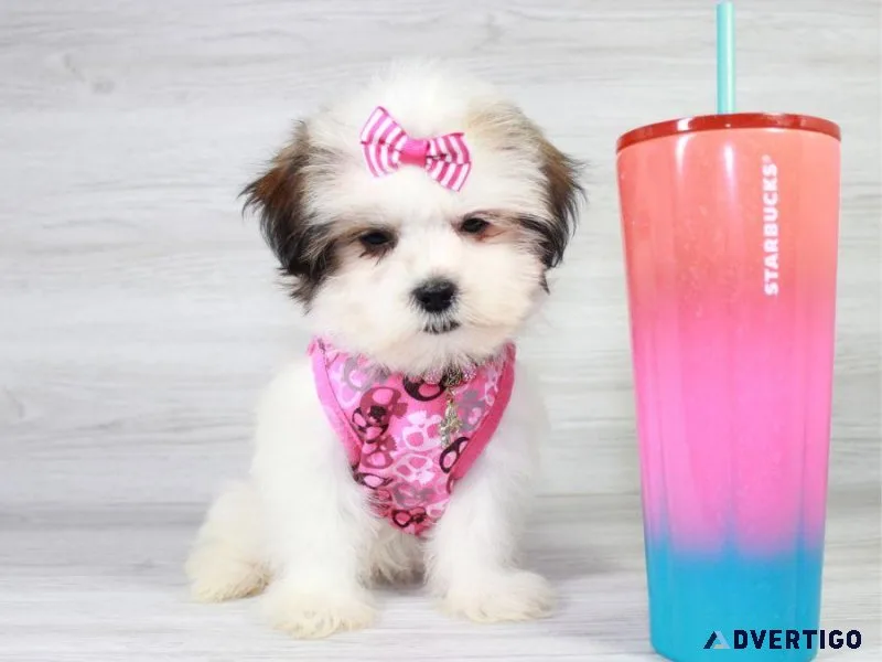 Rare Malshi Puppy For Sale