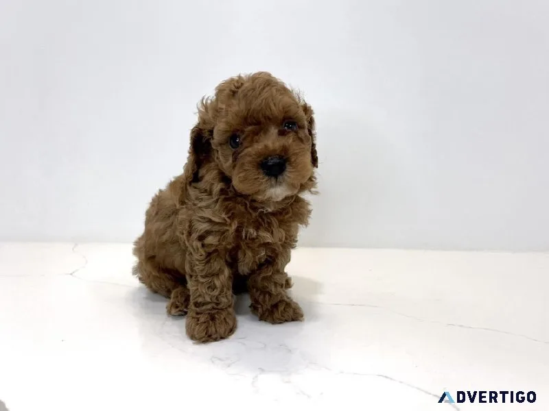Red Poodle Puppies