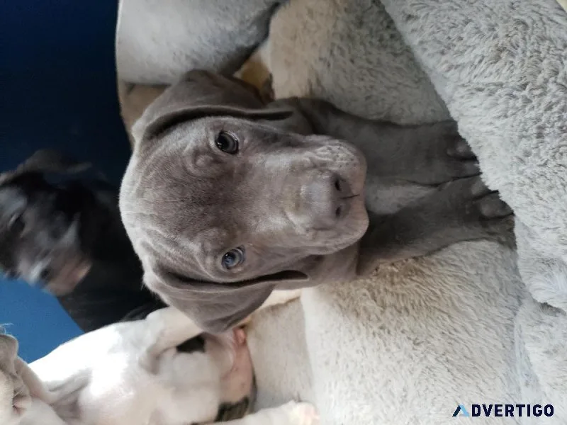 Cane corso puppies for adoption