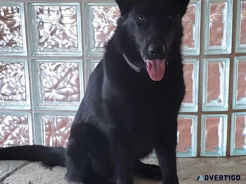 Quality German Shepherds for Sale Unlock a Lifetime of Loyalty