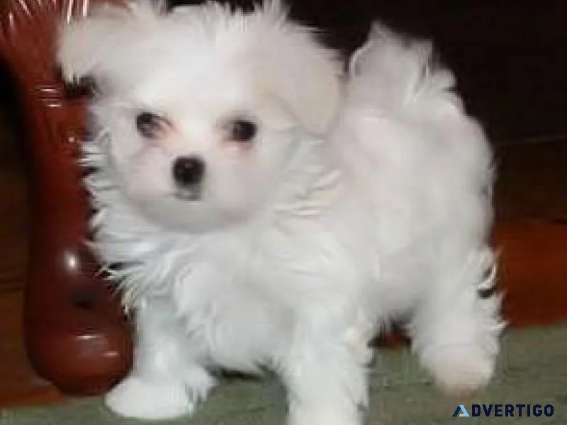 Cute Male and Female Maltese puppies