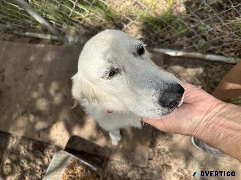 Retriever white