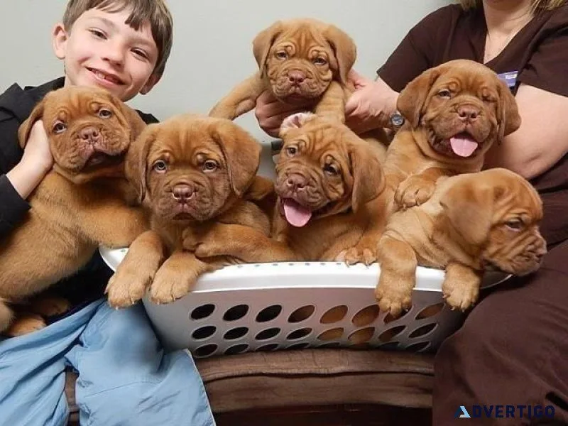 French Mastiff Puppies