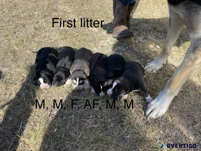 Husky cross puppies