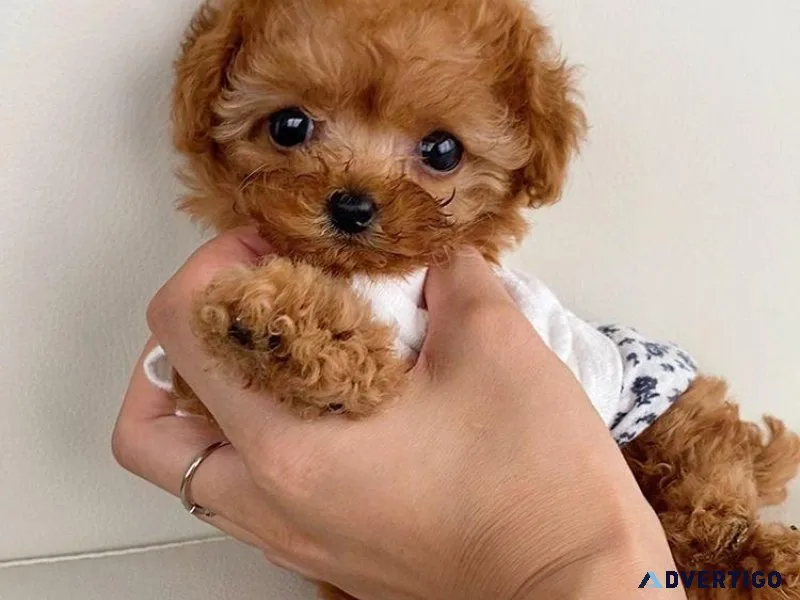 toy poodles very small