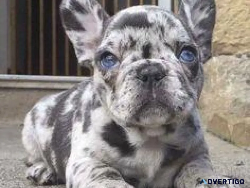 AKC French Bulldog Puppie