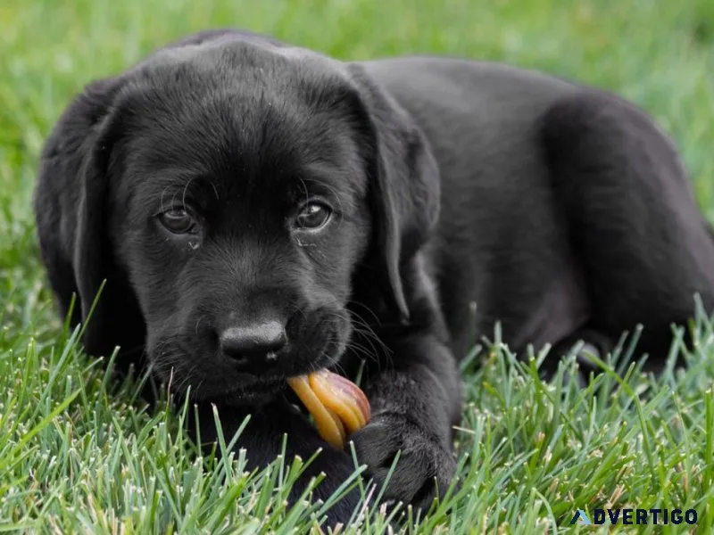 Labrador puppies for adoption