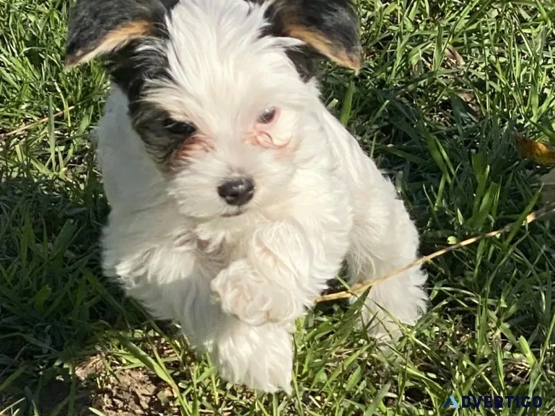 Yorkie Puppies