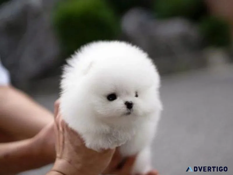 Cute Pomeranian Puppy