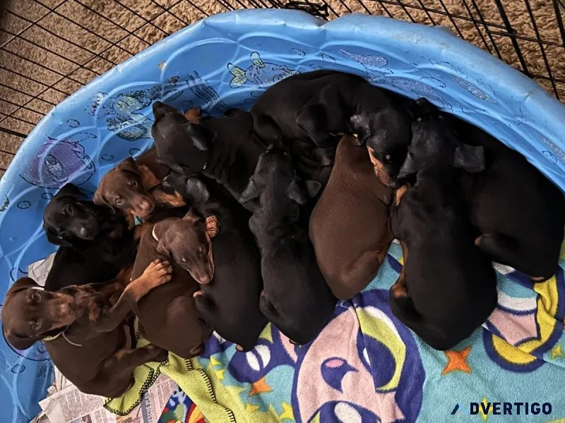 Akc Doberman pinchers for sale