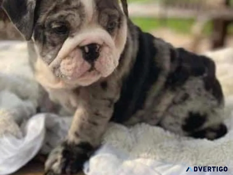 Puppy for sale