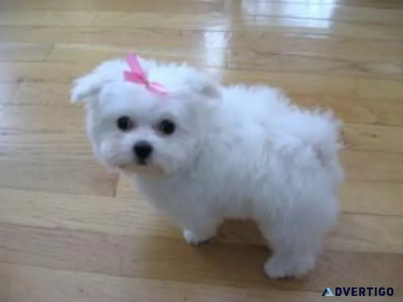 Two Maltese puppies