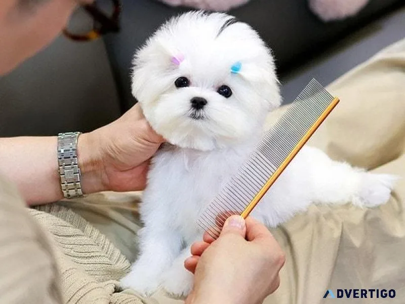 Angelic Pritty Pom Puppy