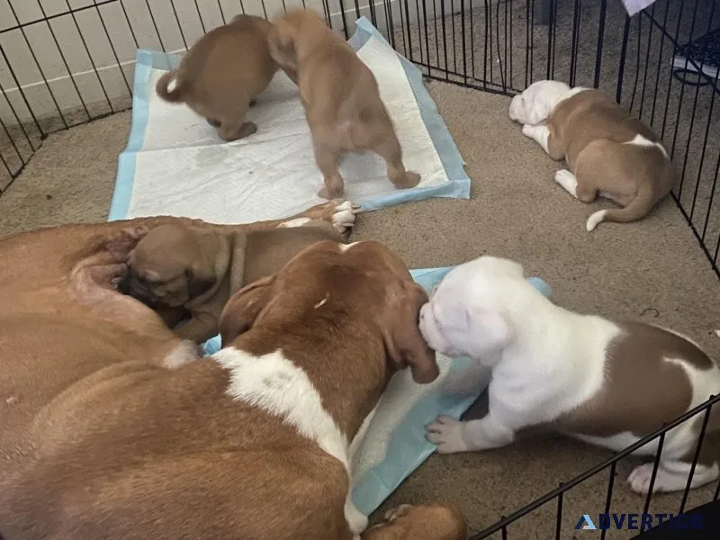 Pittbull mix puppies