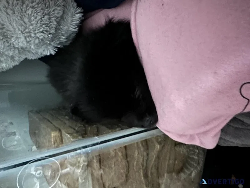 Sweet Pomeranian puppy for rehoming