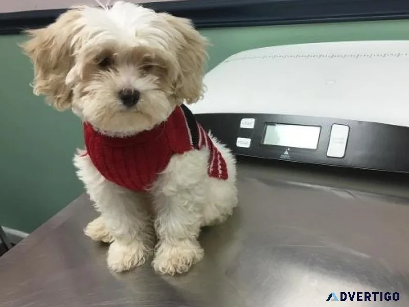 Two Top Class Shih Tzu Puppies