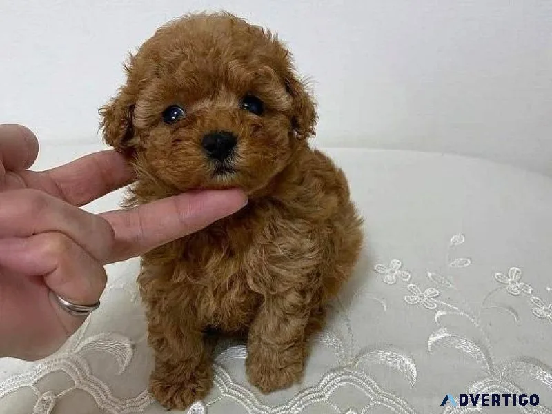 Smart Cute Toy Poodles