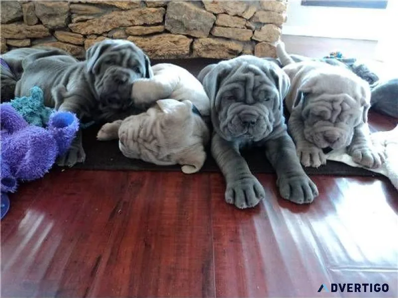 Neapolitan Mastiff
