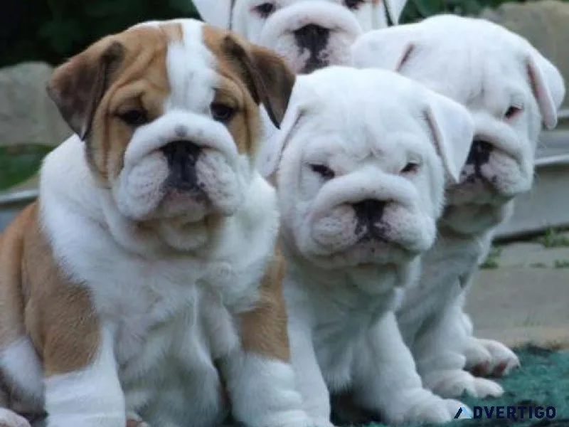 Akc registered English Bulldog Puppies