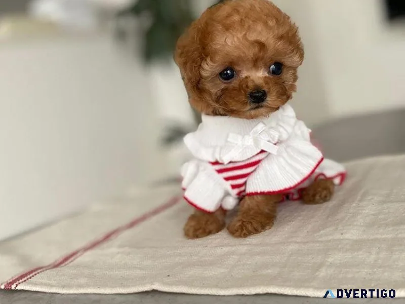 Standard Poodles Pedigree and DNA Tested