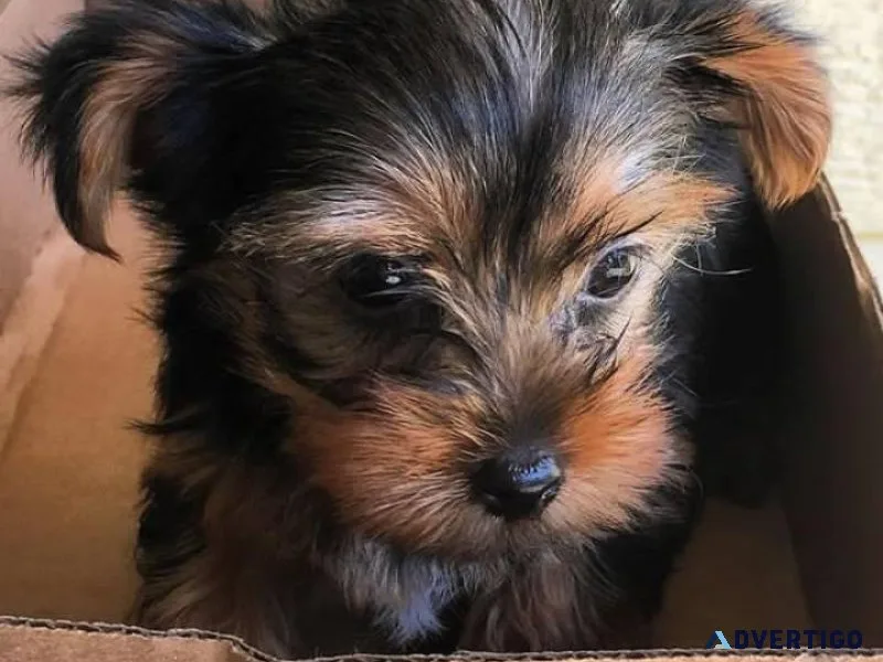 Yorker pups for sale