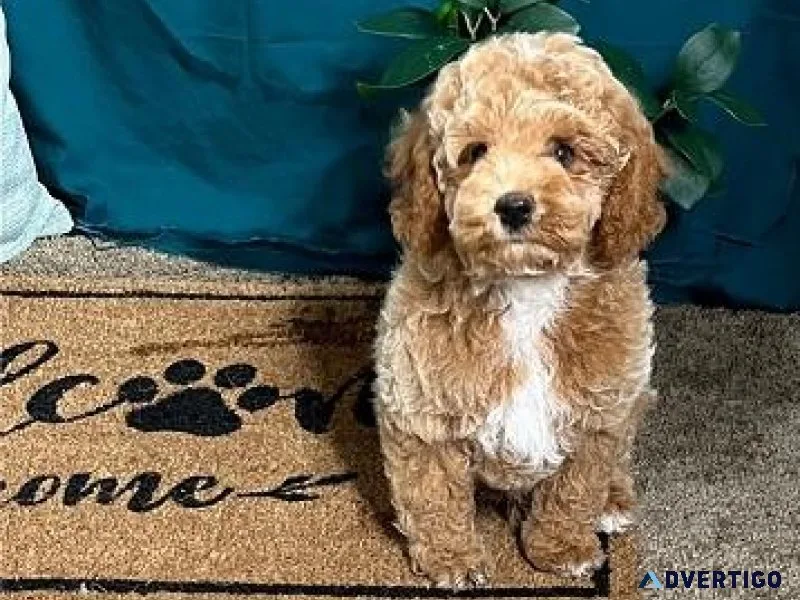 Fabulous Cockapoo puppies ready