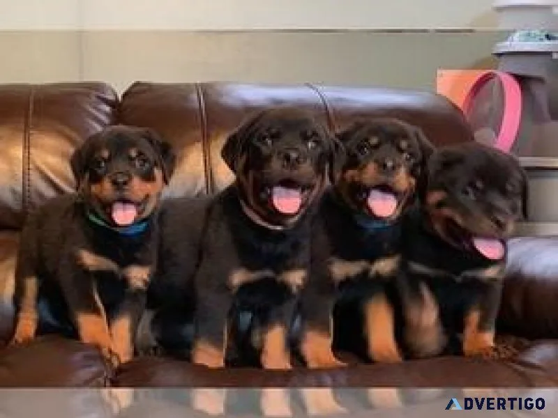 Active Friendly Rottweiler Puppies