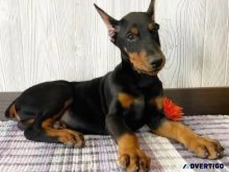 Doberman Pinscher Puppies
