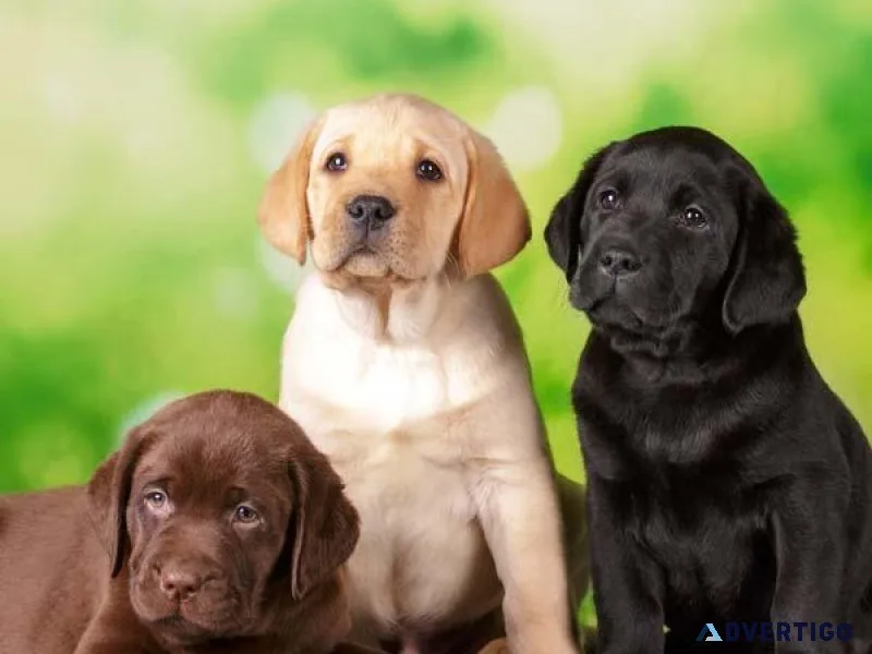 Sweet Labrador Retriever Puppies Available