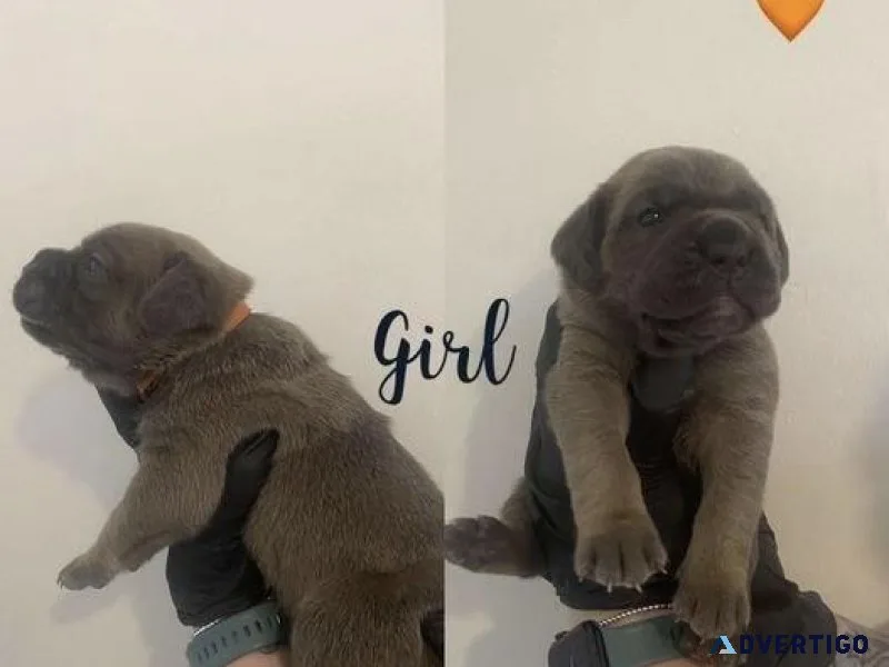 Cane Corso puppies