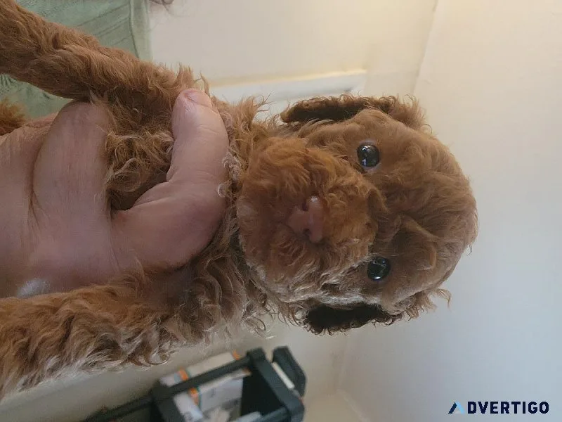 Akc toy poodles