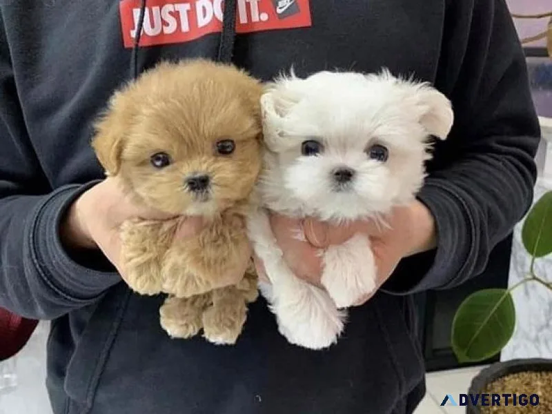 Maltipoo puppies available