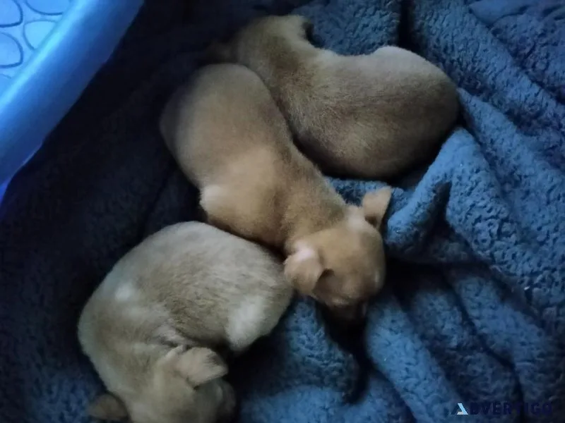 Chihuahua pups for sale