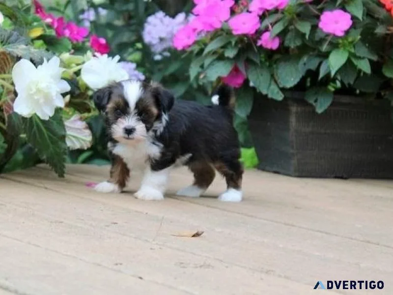 Lovely Shorkie puppies for sale